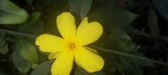 Jasminum mesnyi