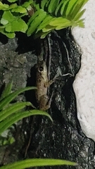 Eleutherodactylus johnstonei