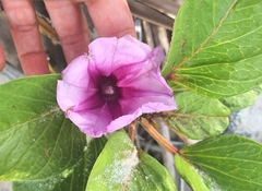 Ipomoea pes-caprae brasiliensis