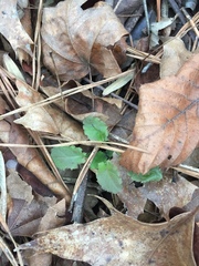 Packera obovata