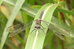 Pachydiplax longipennis