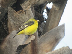 Spinus psaltria