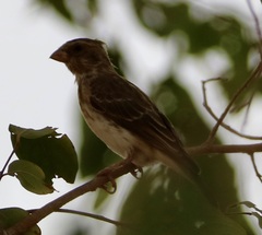 Crithagra leucopygia