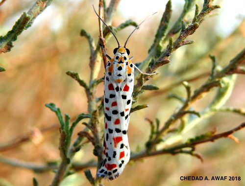Crimson-speckled Flunkey, El Atteuf, Algérie, photo 7 of 10