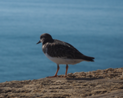 Arenaria interpres