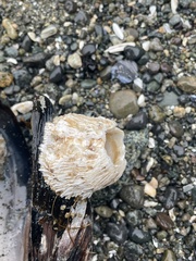 Semibalanus cariosus