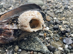 Semibalanus cariosus