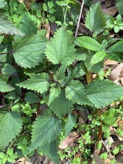 Urtica chamaedryoides