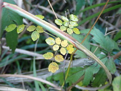 Thalictrum javanicum