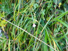 Euphrasia transmorrisonensis