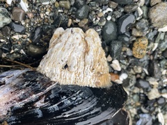 Semibalanus cariosus