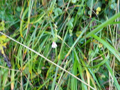 Euphrasia transmorrisonensis