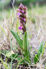 Anacamptis collina