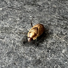 Augoderia nitidula