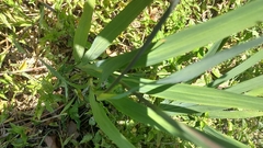 Crocosmia
