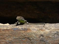 Iberolacerta monticola