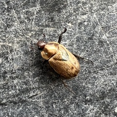 Augoderia nitidula