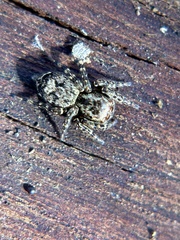 Mexigonus