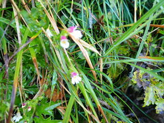 Euphrasia transmorrisonensis
