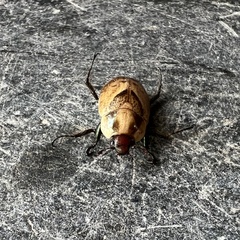 Augoderia nitidula