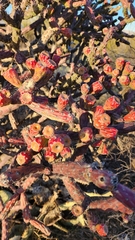 Cylindropuntia thurberi