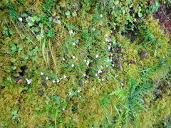 Euphrasia transmorrisonensis