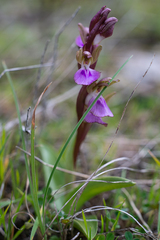 Anacamptis collina