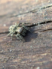 Mexigonus