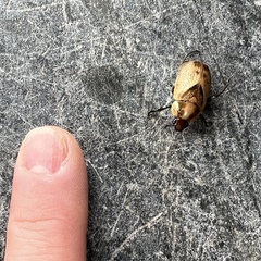 Augoderia nitidula