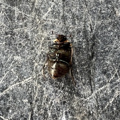Augoderia nitidula