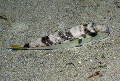 Lagocephalus sceleratus