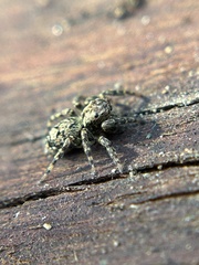 Mexigonus