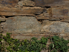 Iberolacerta monticola