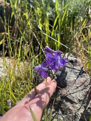 Delphinium parryi