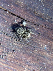 Mexigonus