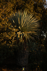 Furcraea parmentieri