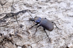 Sphaeroderus stenostomus