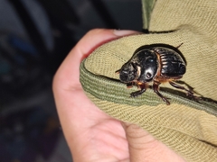 Dichotomius carolinus