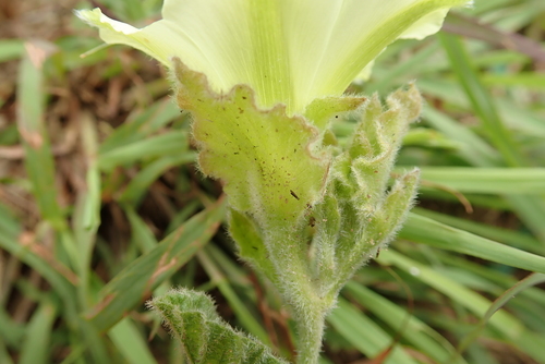 Image of Convolvulus natalensis by no rights reserved