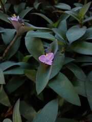 Tradescantia pallida