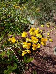 Erythrostemon mexicanus