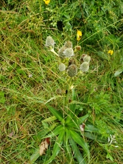 Eryngium agavifolium