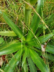 Eryngium agavifolium