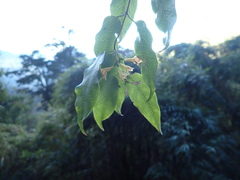 Lonicera acuminata