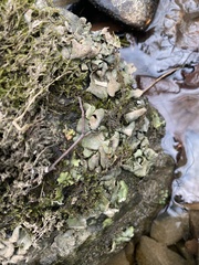 Dermatocarpon luridum