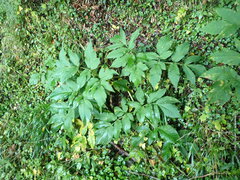 Angelica pubescens