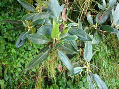 Rhododendron pseudochrysanthum