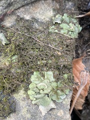 Dermatocarpon luridum