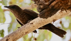 Myrmecocichla aethiops