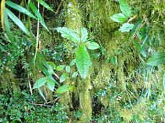 Cotoneaster bullatus